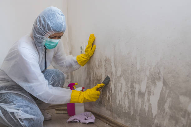 Office Mold Removal Services in Monson Center, MA