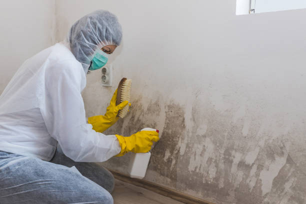 Best Professional Mold Removal  in Monson Center, MA