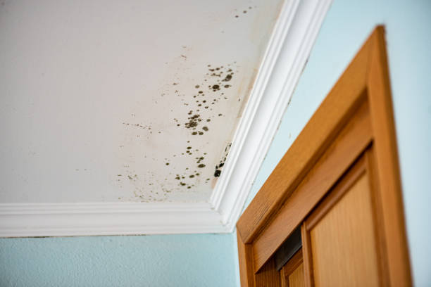 Best Same-Day Mold Removal  in Monson Center, MA