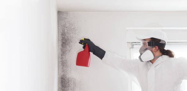 Monson Center, MA Mold Removal Company