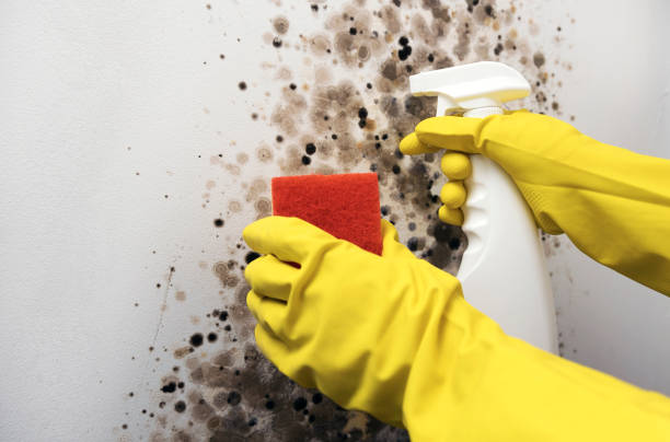 Best Emergency Mold Removal  in Monson Center, MA