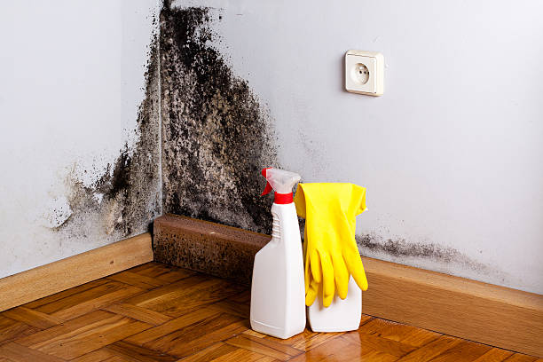 Best Local Mold Removal Service  in Monson Center, MA