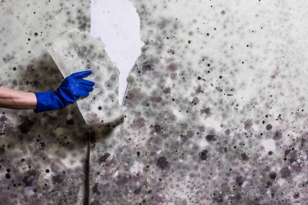 Best Attic Mold Removal  in Monson Center, MA