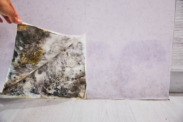 Best Best Mold Removal Companies  in Monson Center, MA